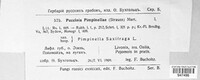 Puccinia pimpinellae image